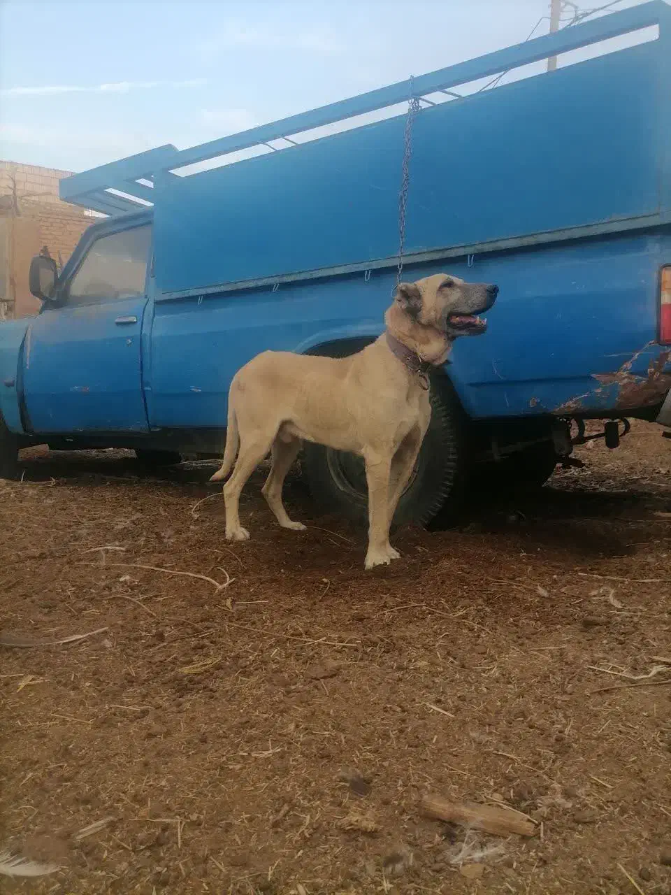 سگ سرابی اصیل|سگ|زارچ, |دیوار