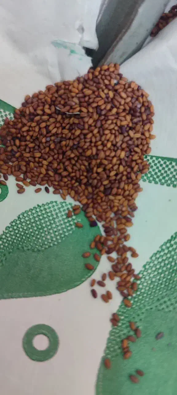 بذر گواهی شده کاملینا|گل و گیاه طبیعی|گنبد کاووس, |دیوار