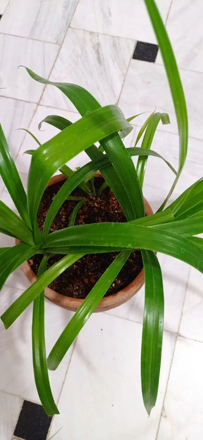 گیاه پاندانوس|گل و گیاه طبیعی|قم, نیروگاه|دیوار