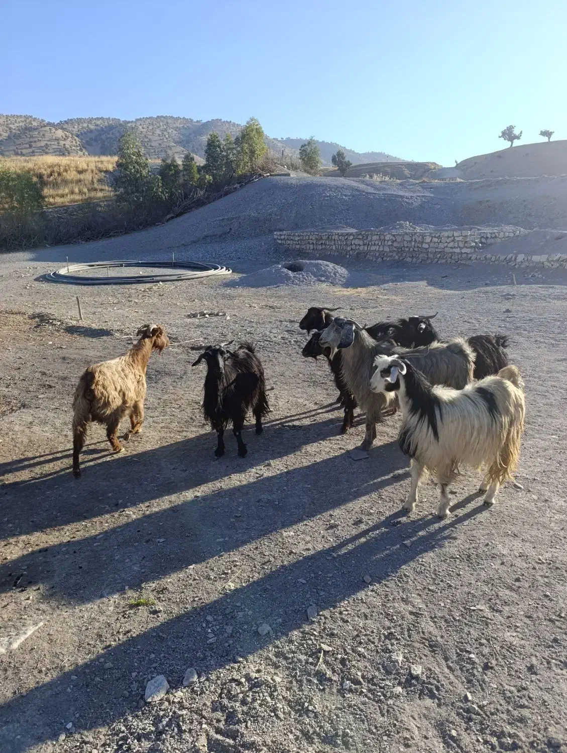 بز و بزغاله یا گوسفند داشتی درجه یک جوان|حیوانات مزرعه|ایلام, |دیوار