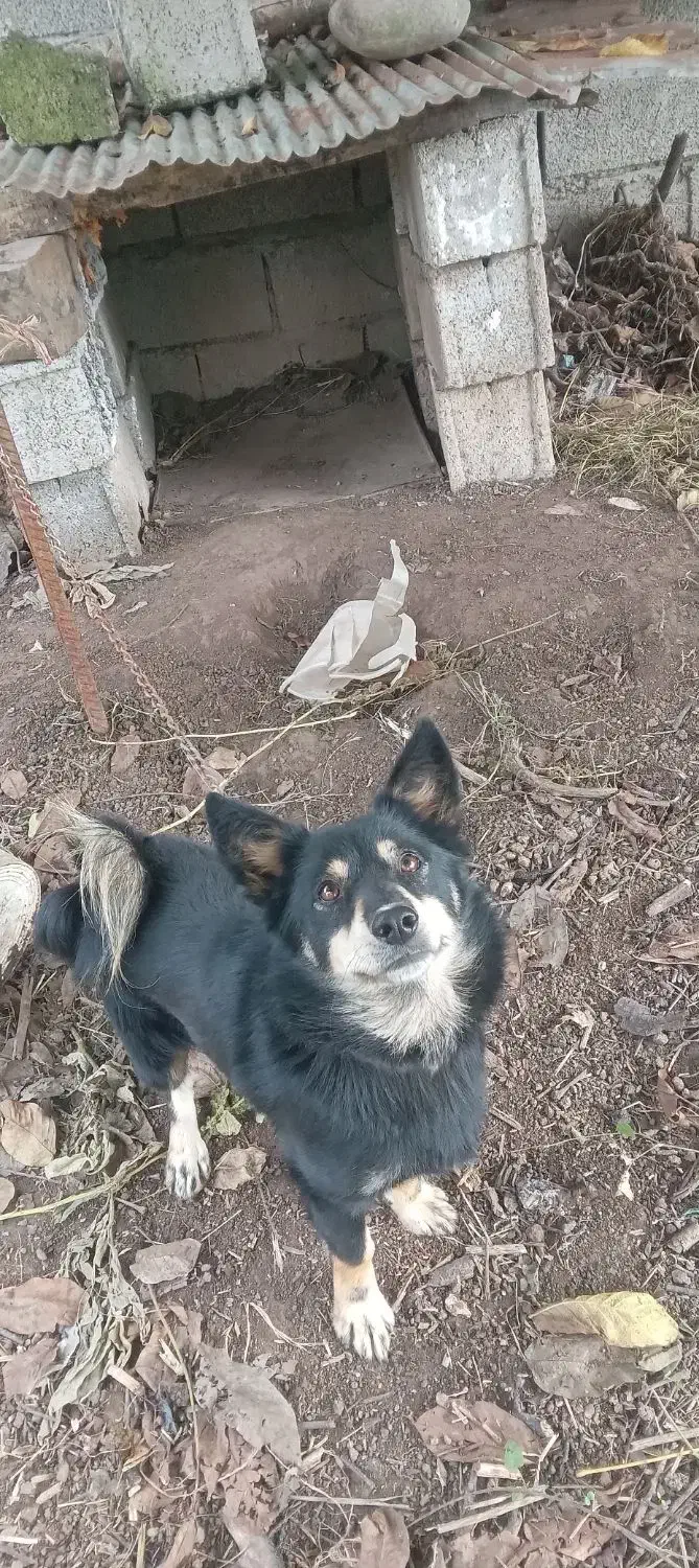 سگ پا کوتا|سگ|رشت, باهنر|دیوار