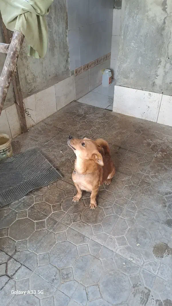 سگ با ادب|سگ|گرگان, |دیوار