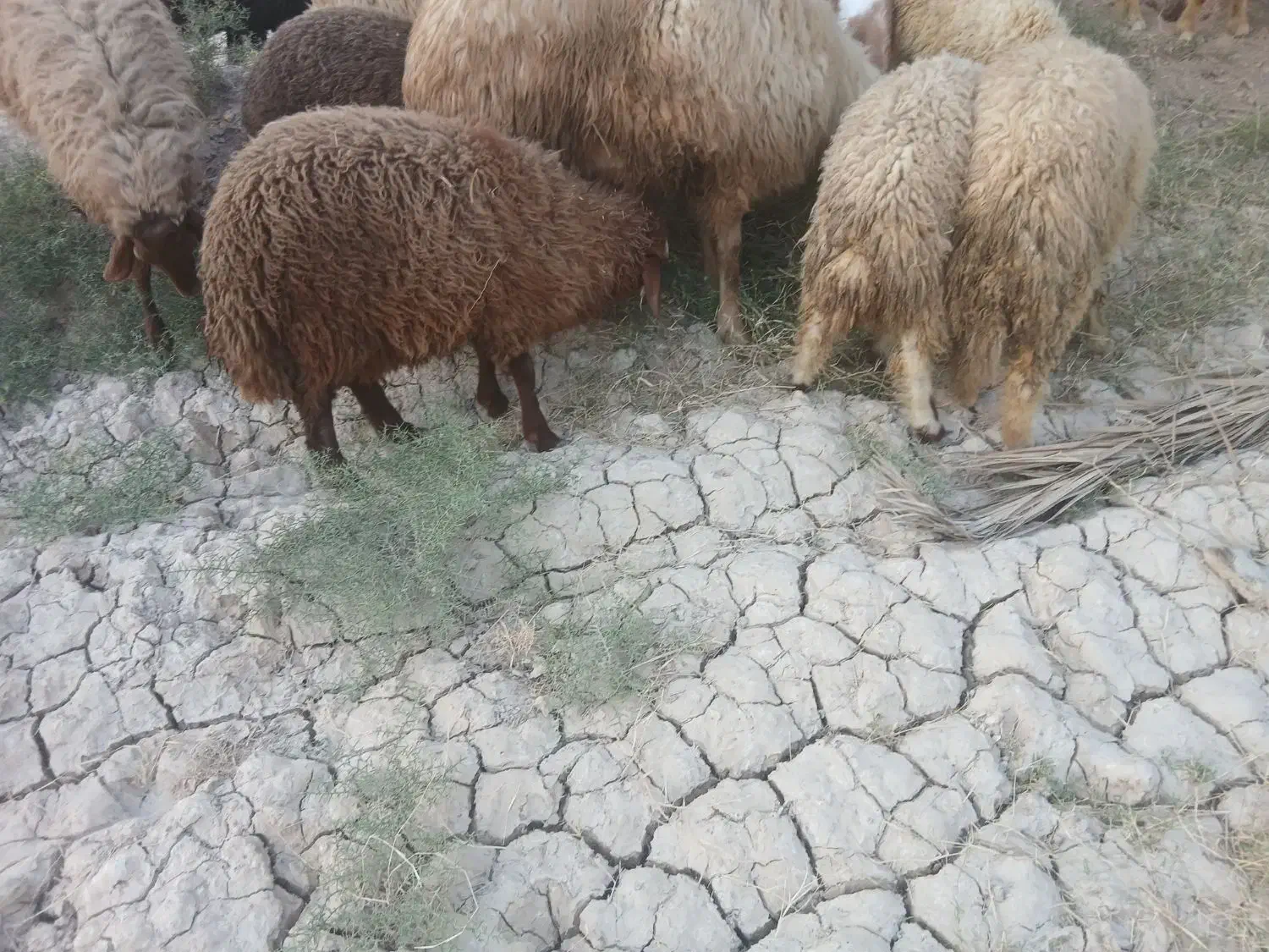 بره نر|حیوانات مزرعه|بندر ماهشهر, |دیوار