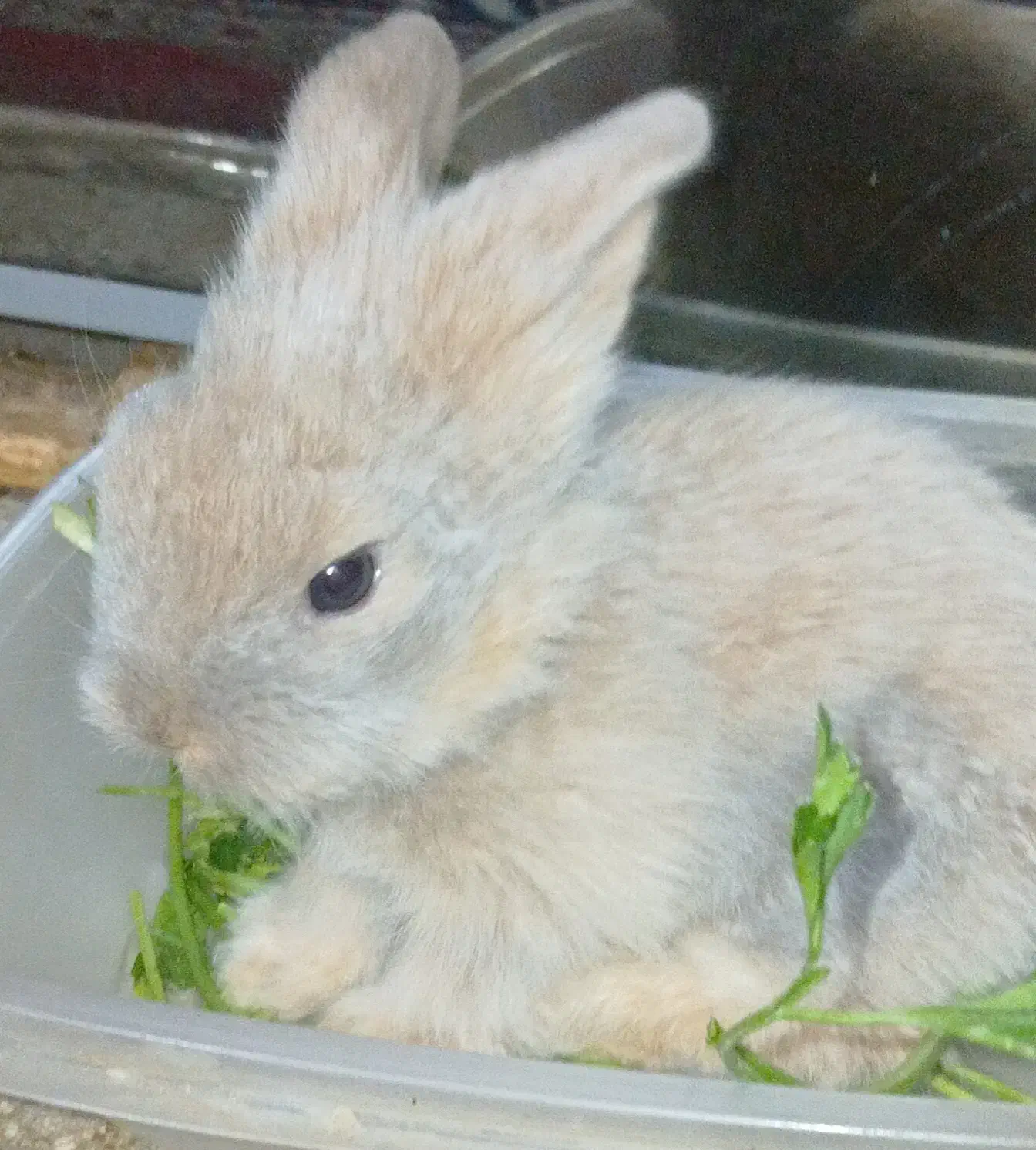 مینی خرگوش لوپی چشم خاکستری|موش و خرگوش|شیراز, امام حسین|دیوار