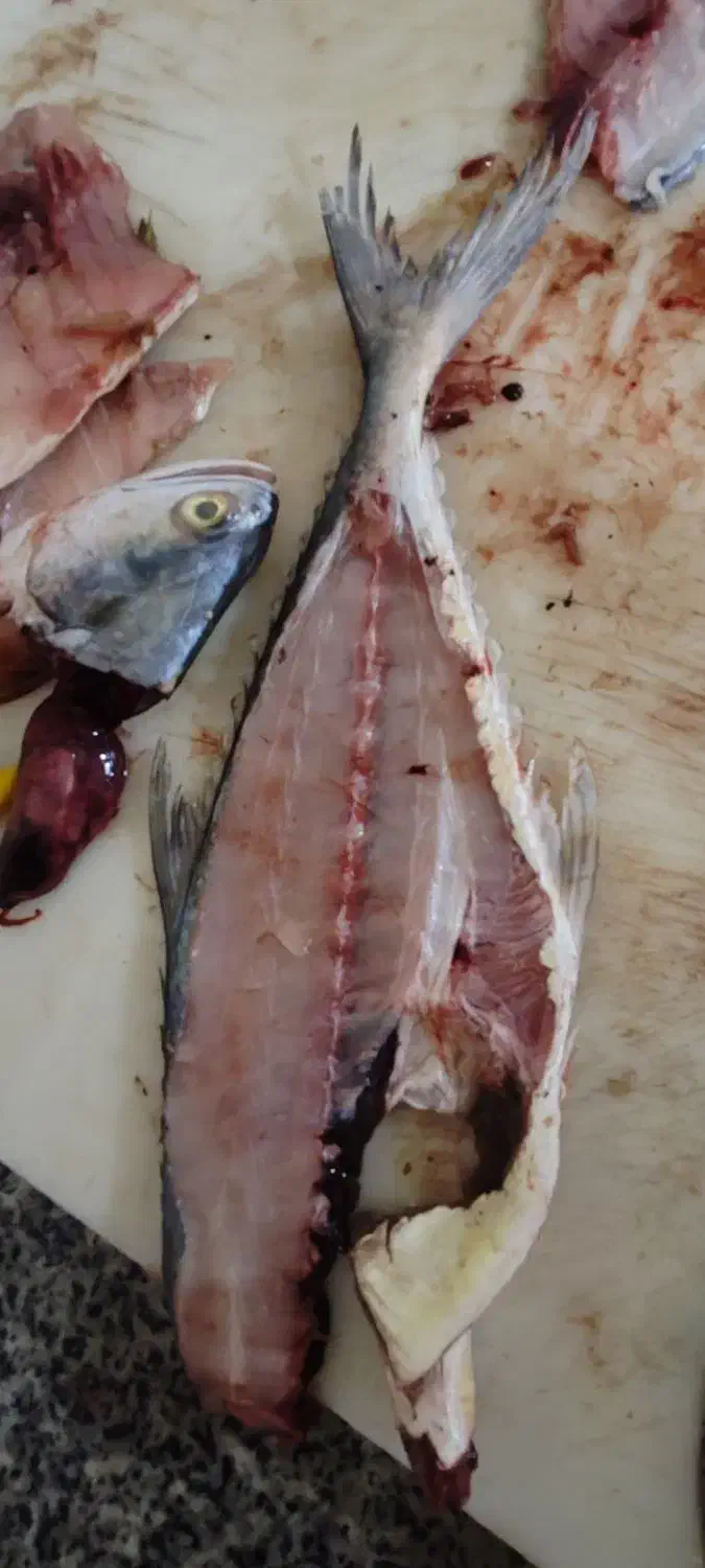 نخاله(اشغال گوشت) ماهی دریایی|لوازم جانبی حیوانات|نهبندان, |دیوار