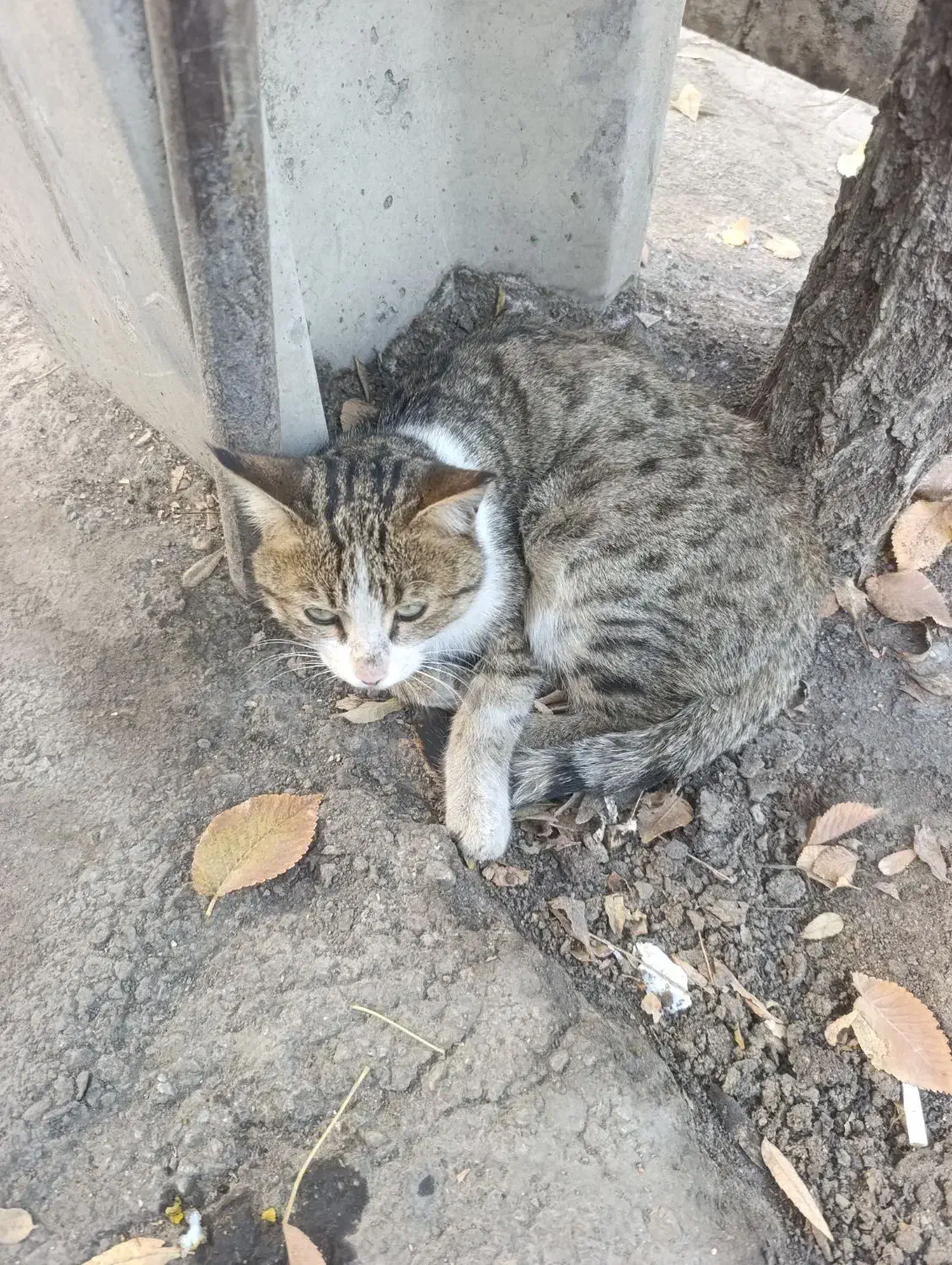 واگذاری رایگان گربه آسیب دیده|گربه|اراک, |دیوار