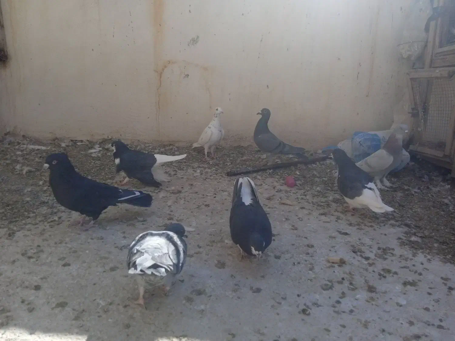 کفتر کبوتر|پرنده|شیراز, ویلاشهر|دیوار