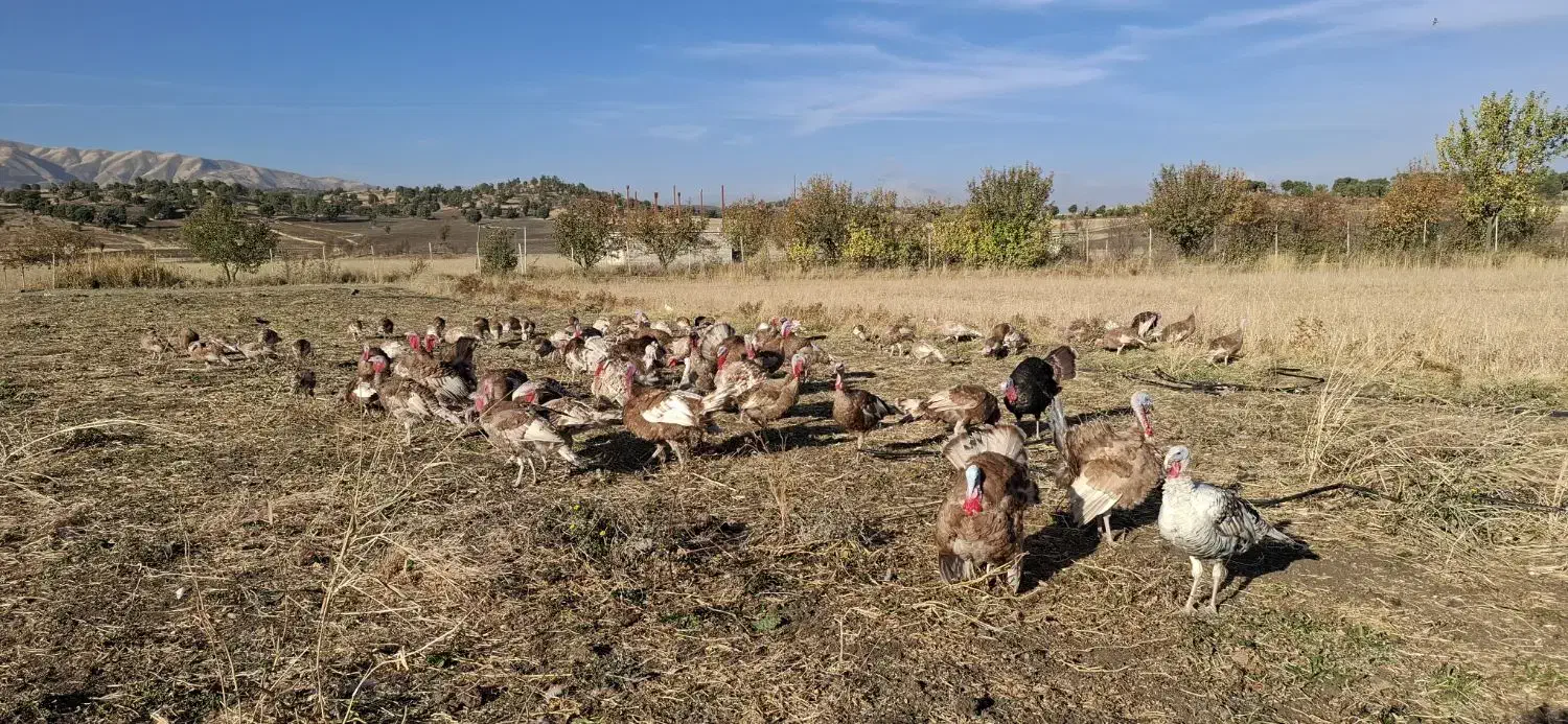 بوقلمون محلی|حیوانات مزرعه|بانه, |دیوار
