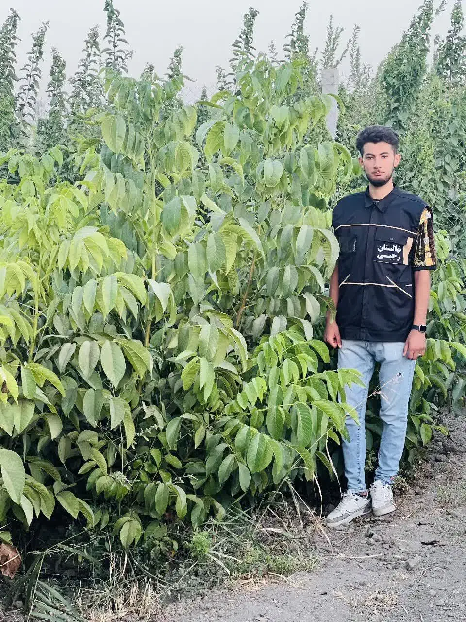 تولید و فروش نهال گردو جمال پیوندی|خدمات باغبانی و درختکاری|ارجمند, |دیوار