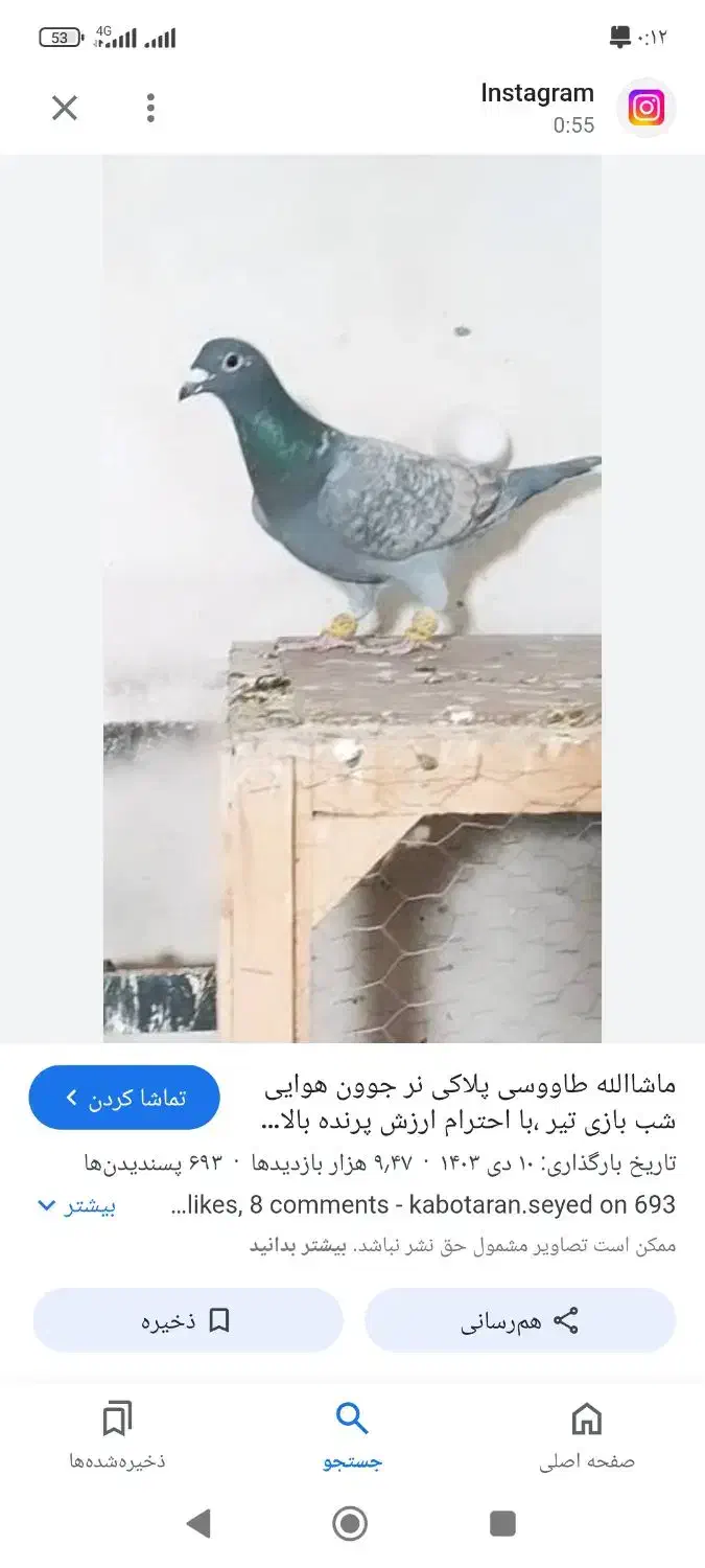 پرنده گم شده|حیوانات|برازجان, |دیوار