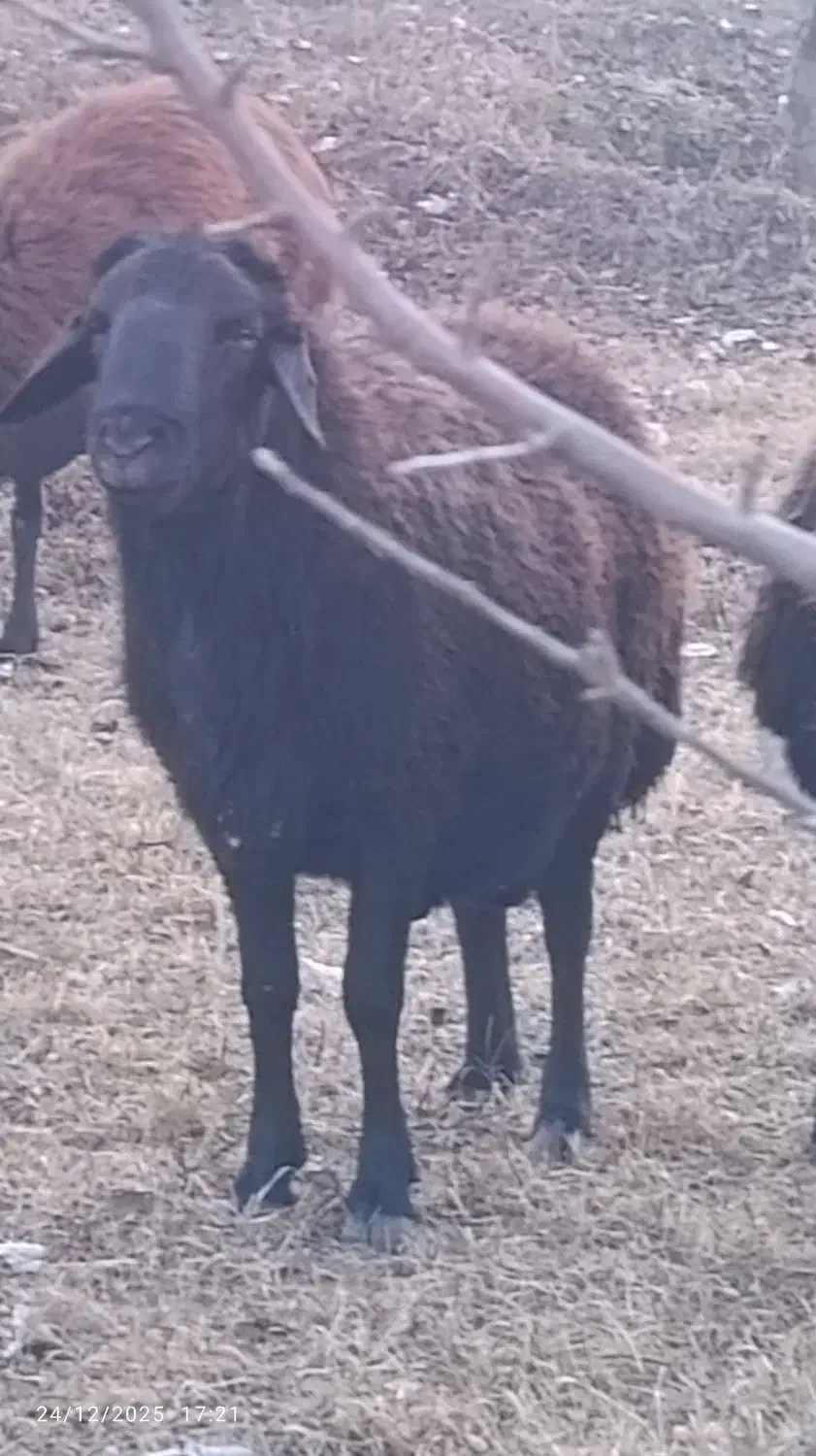 قوچ|حیوانات مزرعه|سلماس, |دیوار