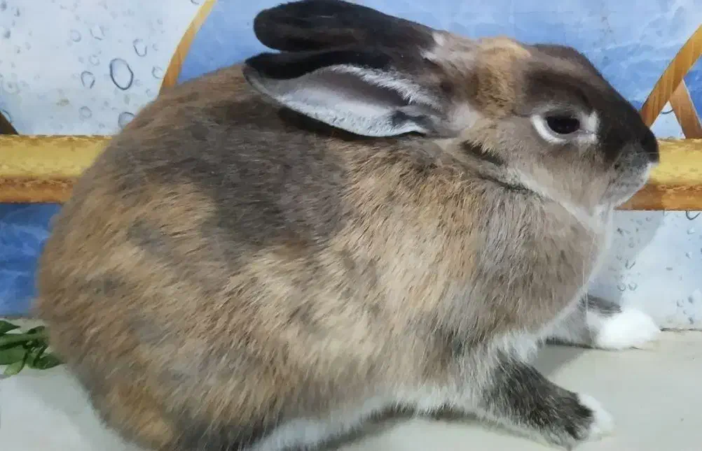 خرگوش ماده جرسی|موش و خرگوش|سراوان, |دیوار