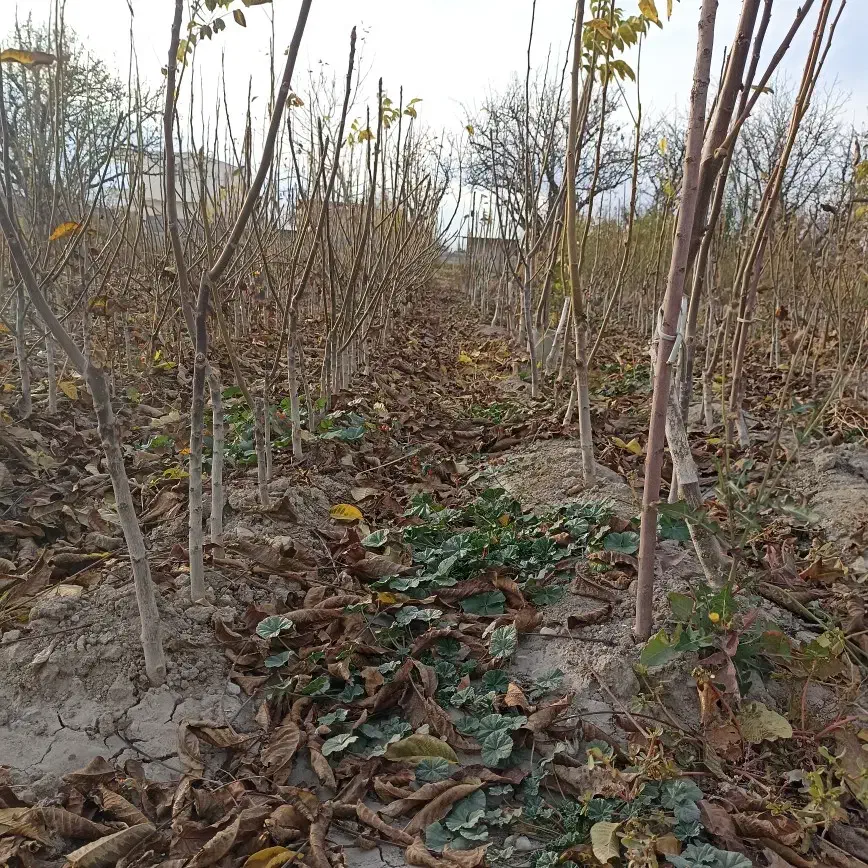 فروش نهال بادام گردو انگور|خدمات باغبانی و درختکاری|ارومیه, |دیوار