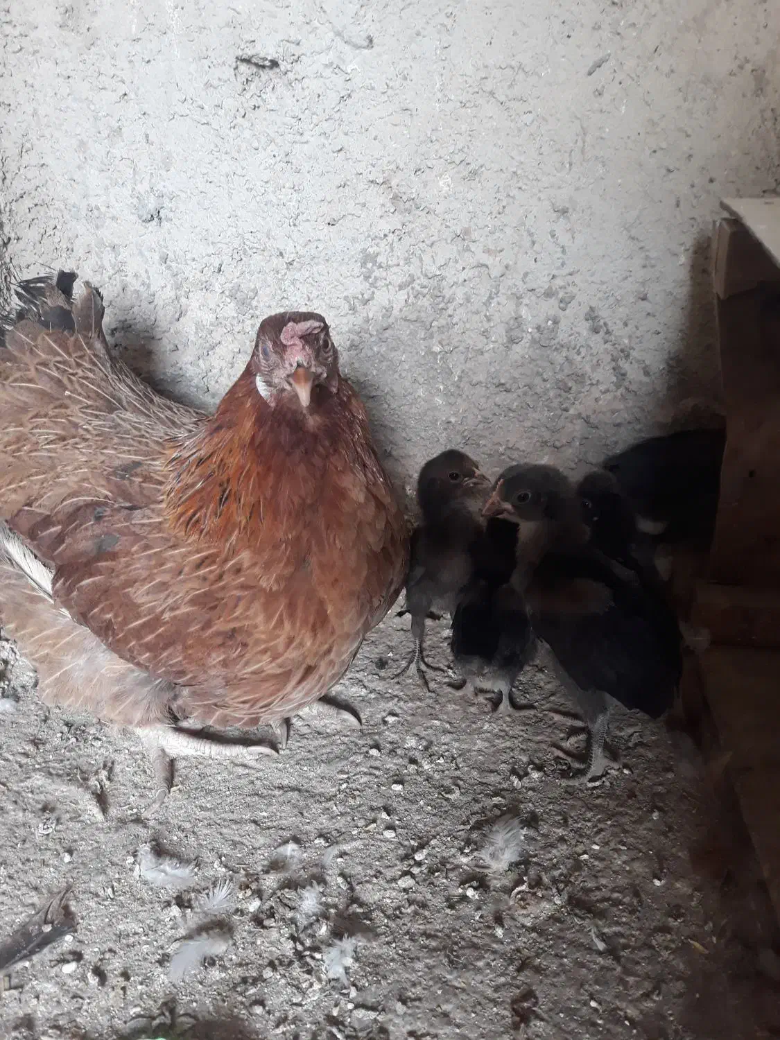 مرغ شمال باجوجه هاش|حیوانات مزرعه|هشتگرد, خور|دیوار