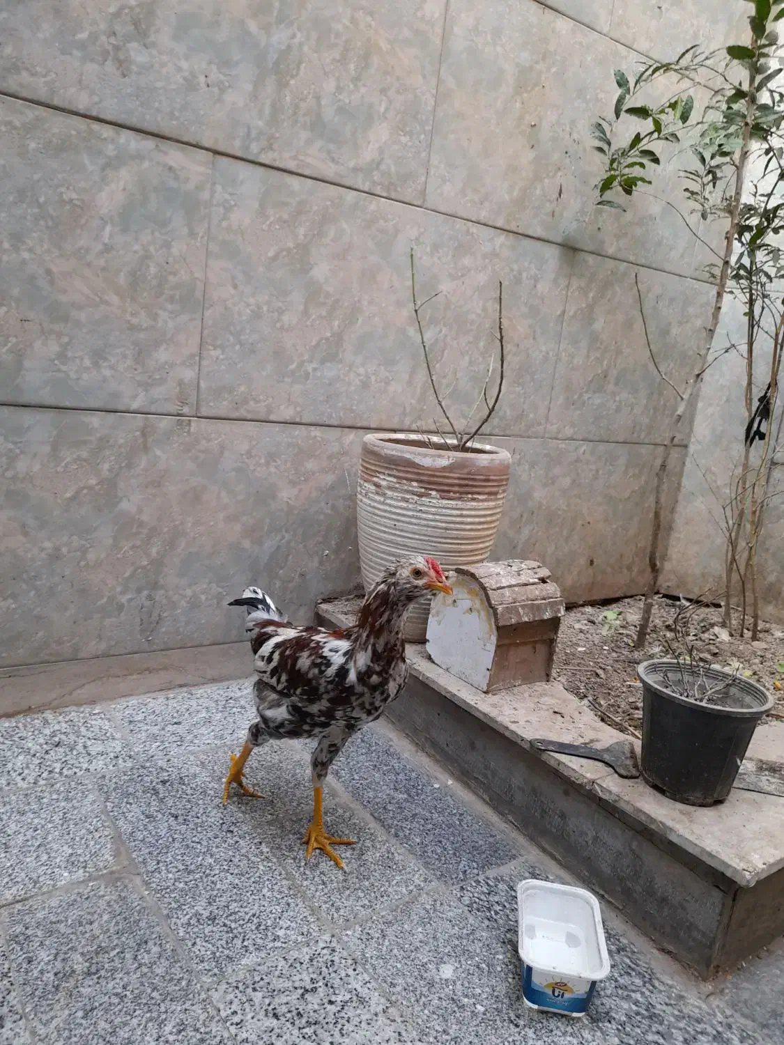 خروس گلپایگانی چهل تاج|حیوانات مزرعه|پاکدشت, پاکدشت (مامازند)|دیوار