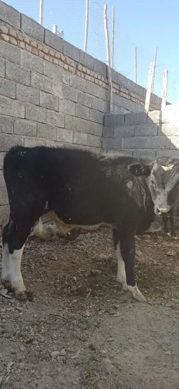 گوساله چهارماهه|حیوانات مزرعه|سبزوار, قصبه شرقی|دیوار