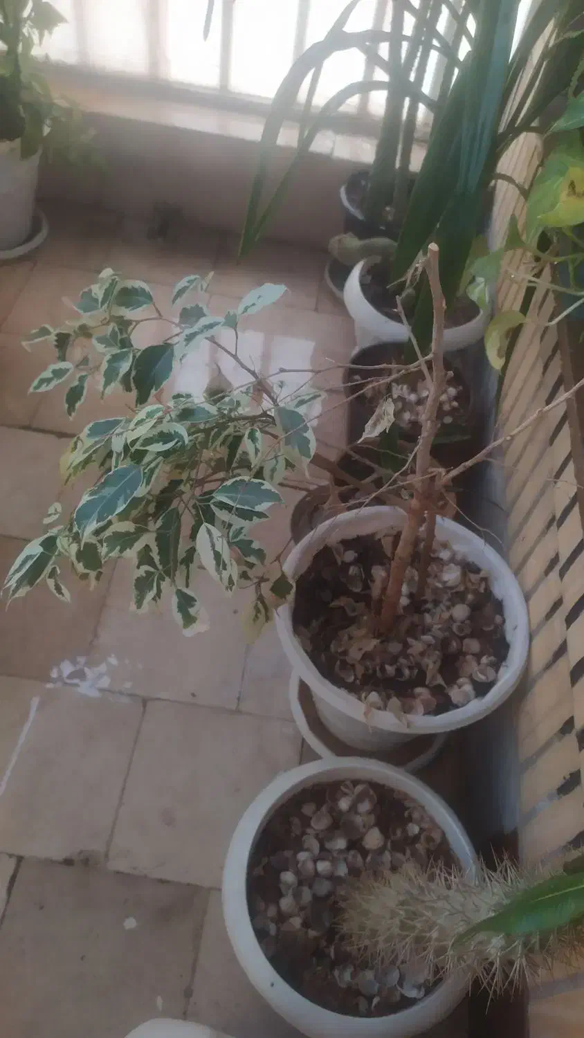 انواع گل با گلدان|گل و گیاه طبیعی|شاهینشهر, طالقانی|دیوار