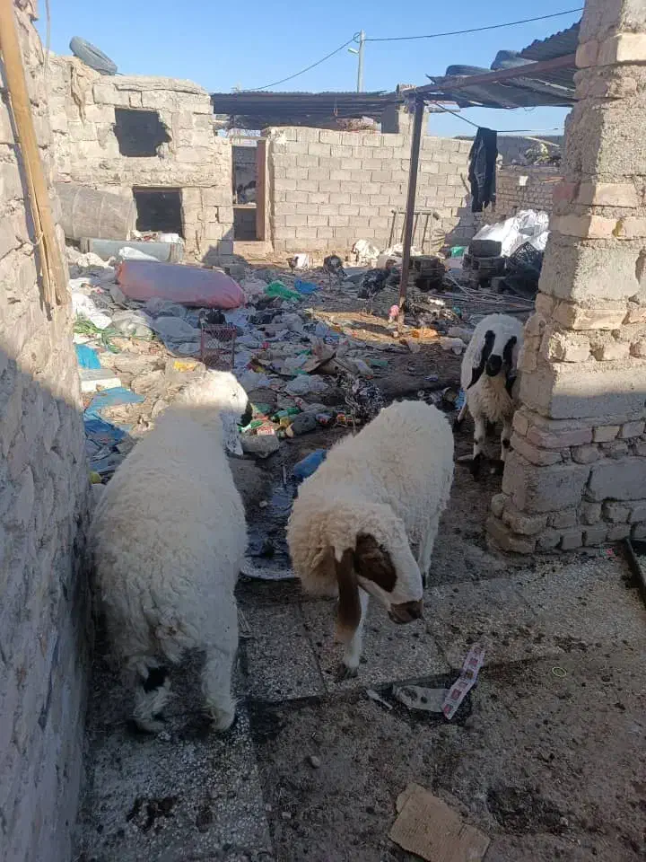 گوسفند|حیوانات مزرعه|هامون, |دیوار