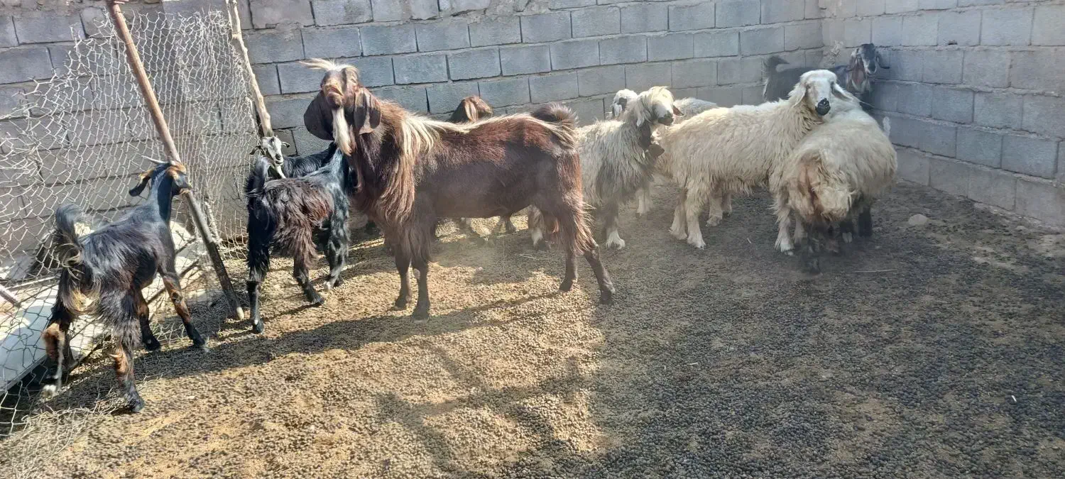 بعده نژدین تخمی بز نر|حیوانات مزرعه|سردشت, |دیوار