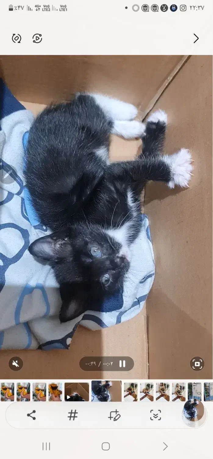 نیاز فوری به حامی واگذاری گربه نر|گربه|هشتگرد, شهرک پامچال|دیوار