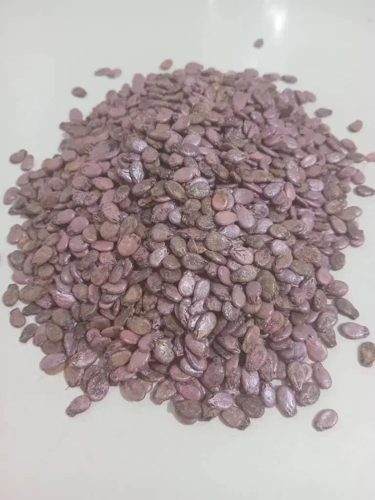 فروش کود مرغی با کیفیت و بذر هندوانه زعفرانی|خدمات باغبانی و درختکاری|اصفهان, برازنده|دیوار