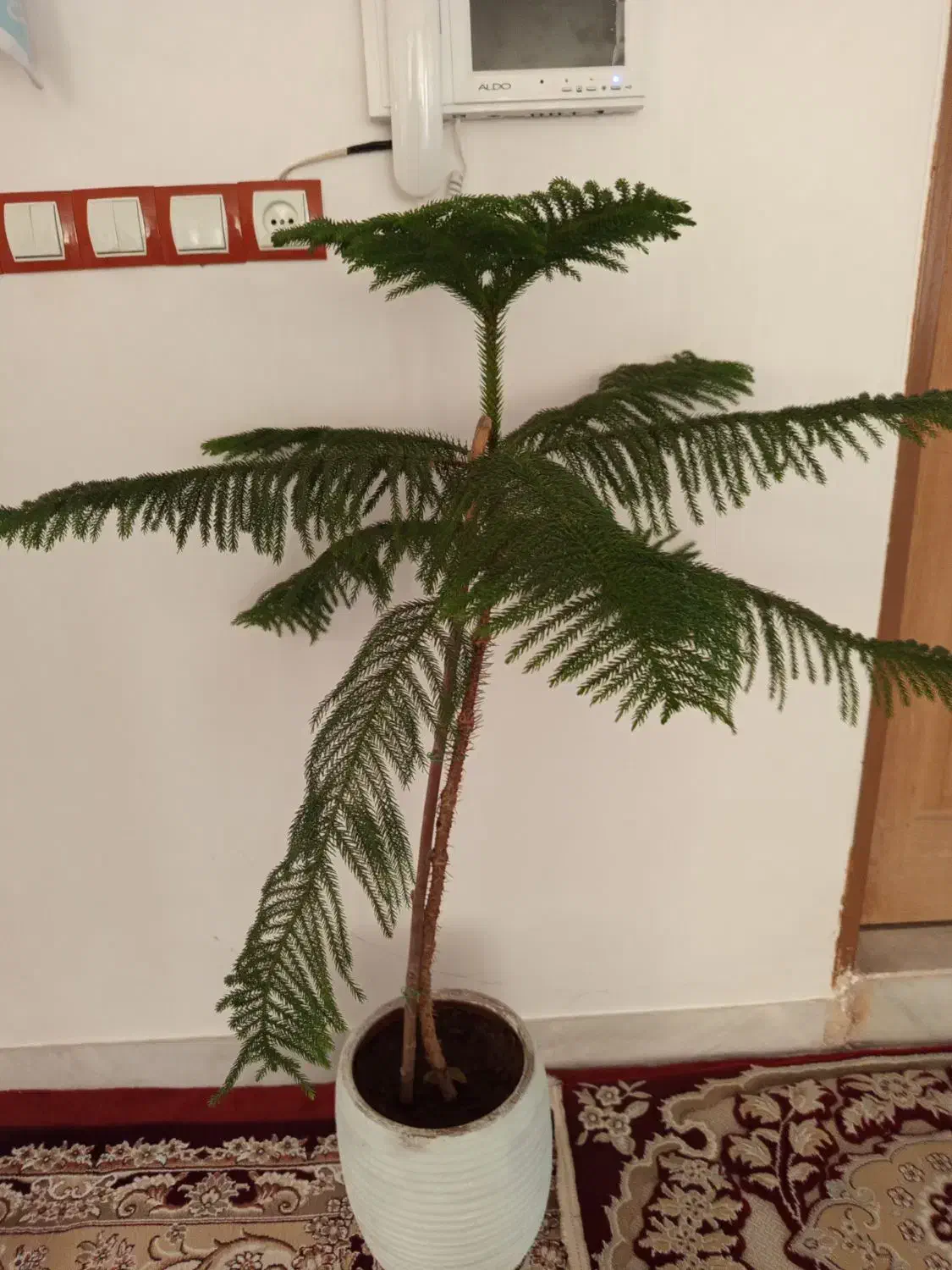 کاج مطلق بلند|گل و گیاه طبیعی|کرمانشاه, |دیوار