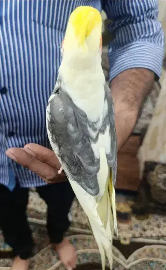 عروس هلندی ابلغ دستی|پرنده|قم, چهل اختران|دیوار