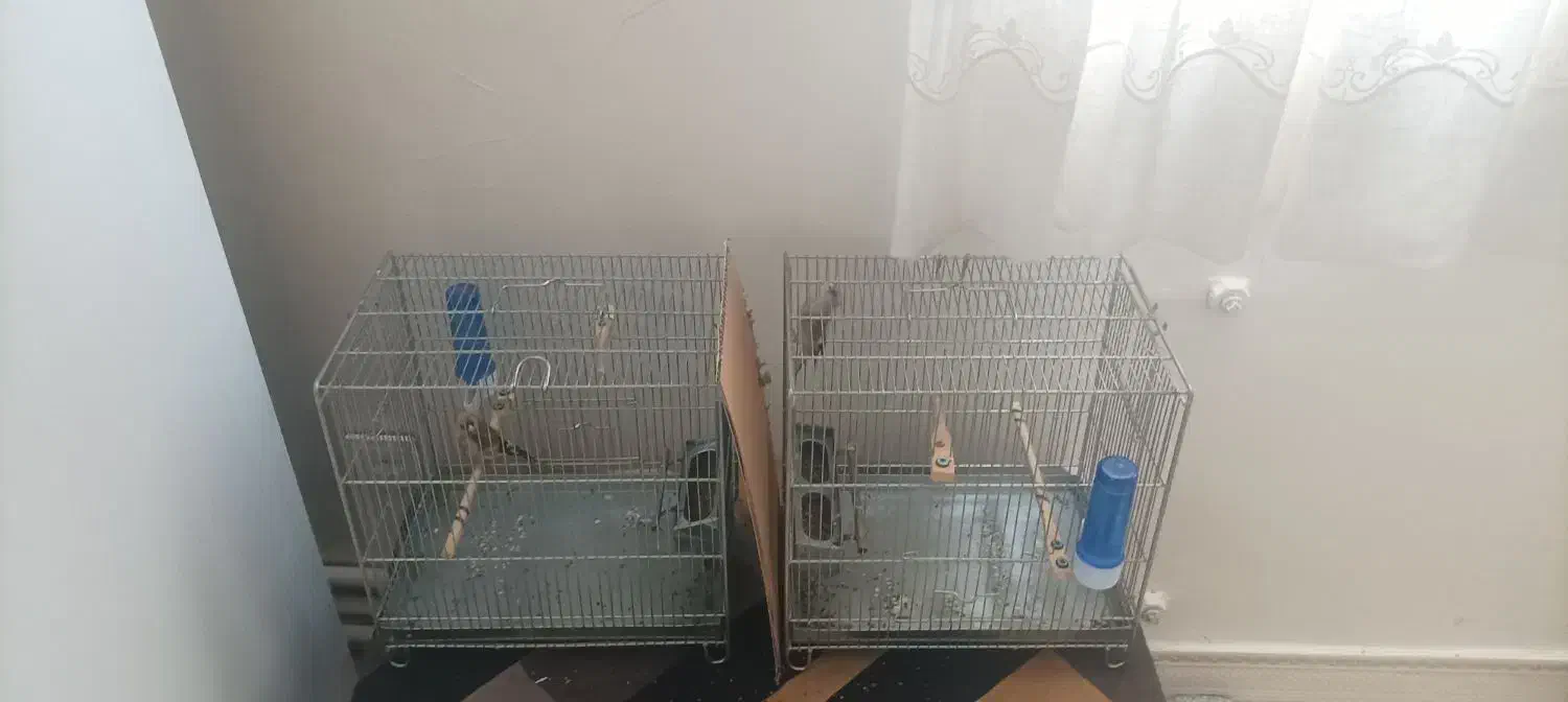 سهره|پرنده|ری, سیزده آبان|دیوار