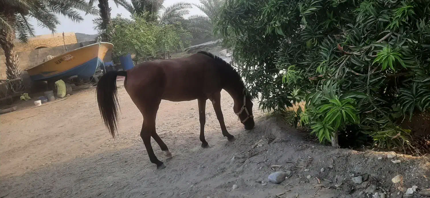 اسب مادیان فروشی|اسب و تجهیزات اسب‌سواری|میناب, |دیوار