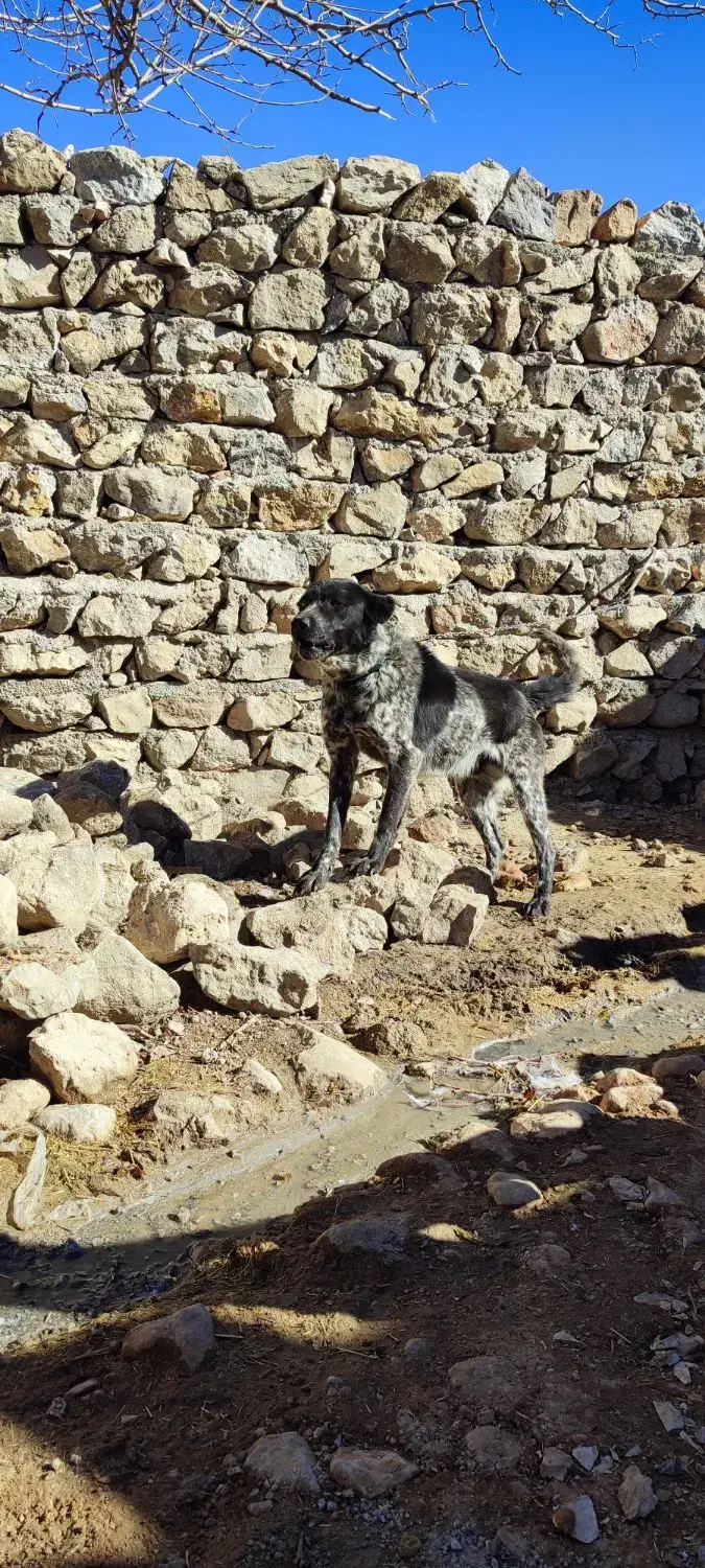 سگ پامر|سگ|خرم‌آباد, |دیوار