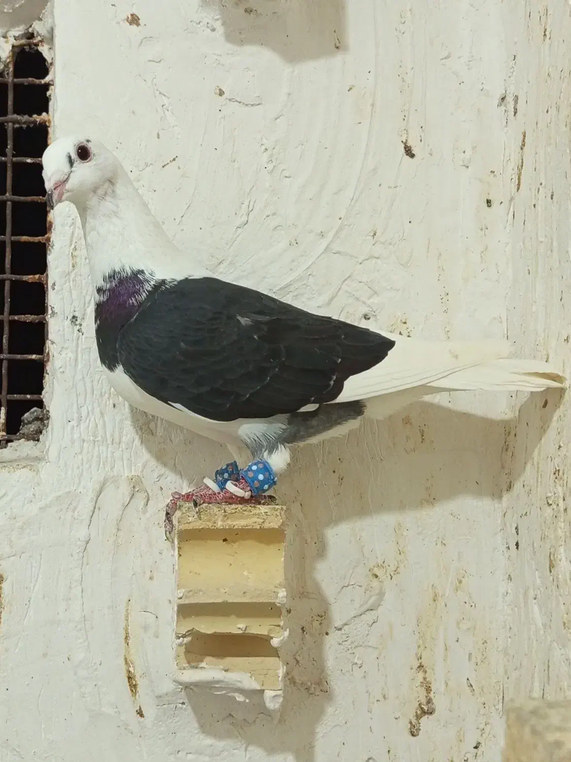 کبوتر آلمانی ماده ساده سیاه نر|پرنده|گنبد کاووس, |دیوار