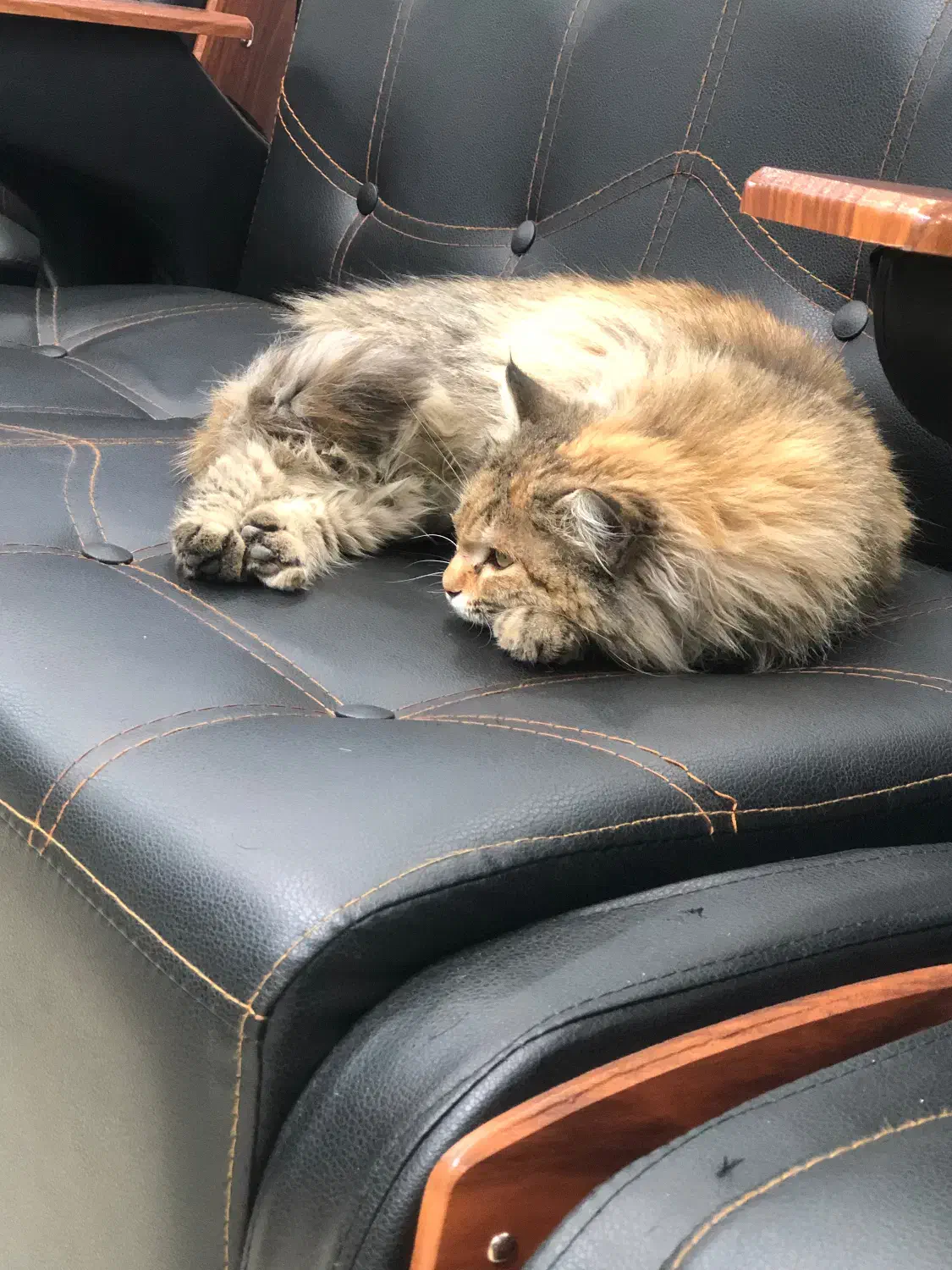 گربه پرشین|گربه|ارومیه, |دیوار