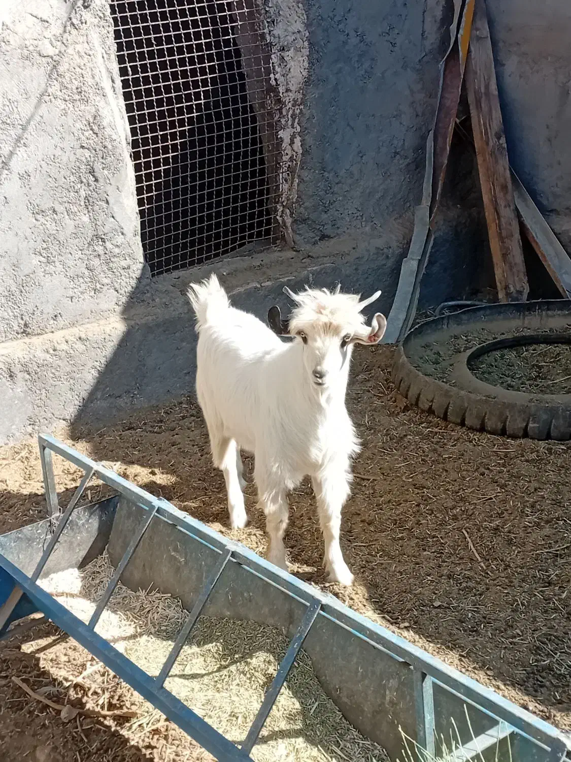 ۱عدد بزغاله  سفت چاق بضمانت  گوشت|حیوانات مزرعه|کاخک, |دیوار