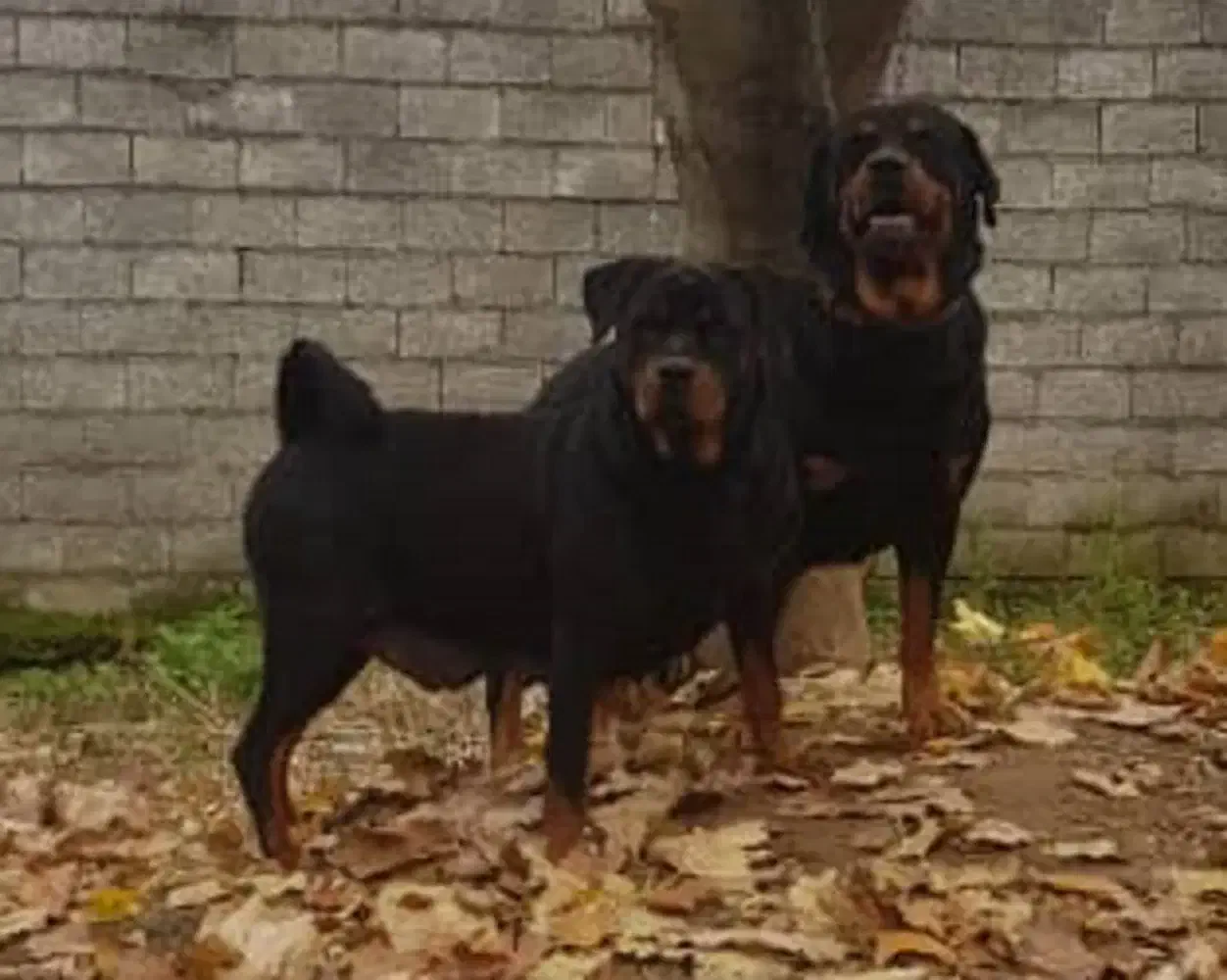 روت وایلر آمریکن دوبرمن اروپایی توله با برگه اصالت|سگ|تهران, اقدسیه|دیوار