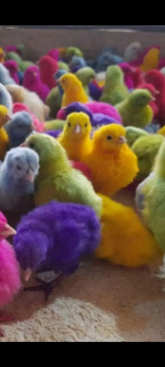 فروش جوجه محلی و رنگی و زینتی واردک|حیوانات مزرعه|شیراز, کرونی(خاتونک)|دیوار