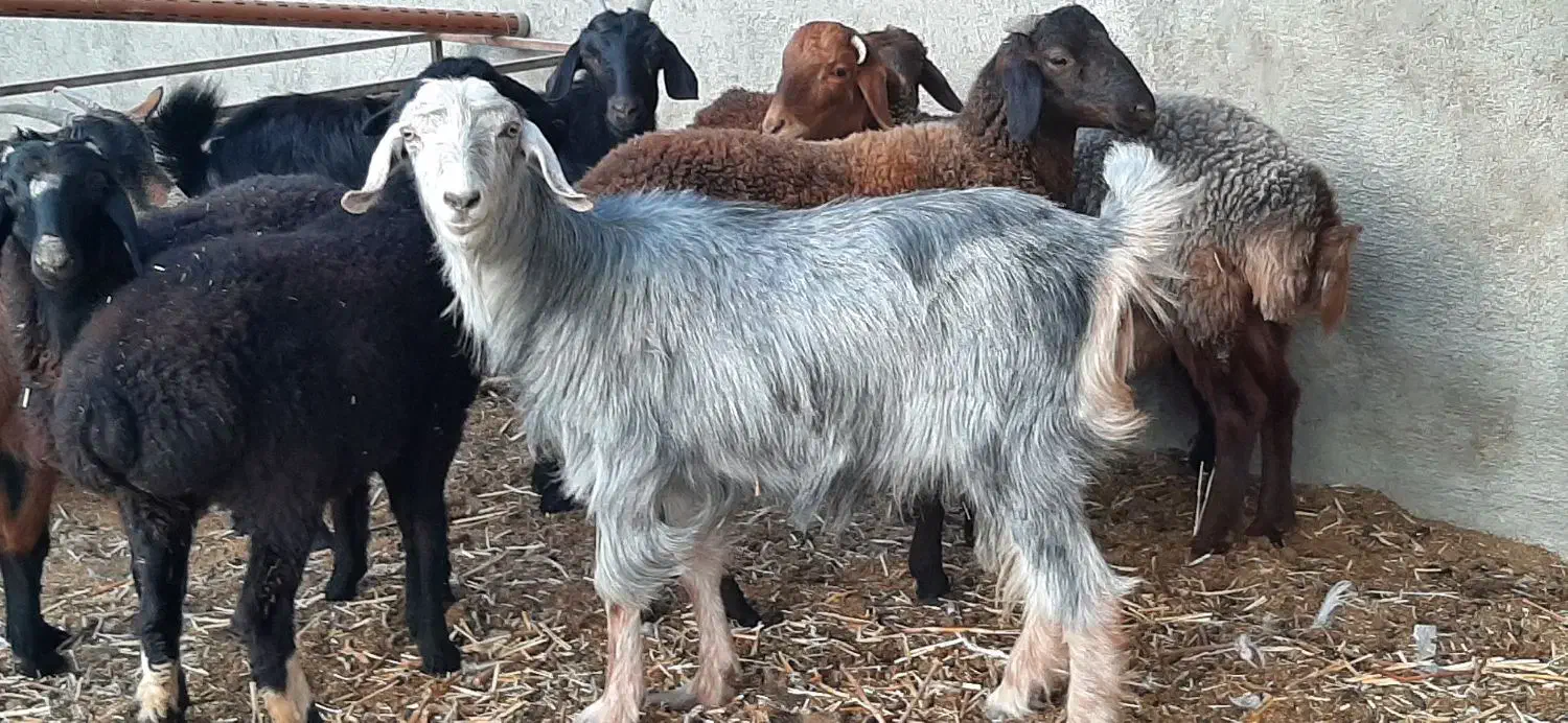 بزماده آبستن|حیوانات مزرعه|شاهدشهر, |دیوار