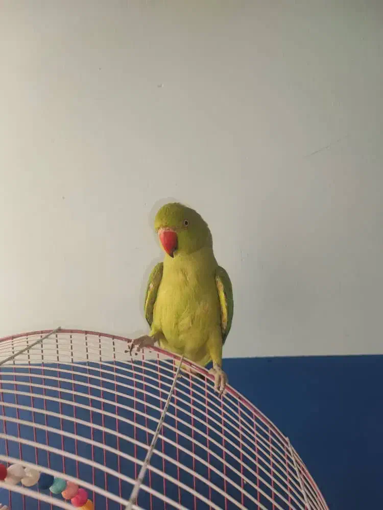 طوطی ملنگو|پرنده|بوشهر, |دیوار