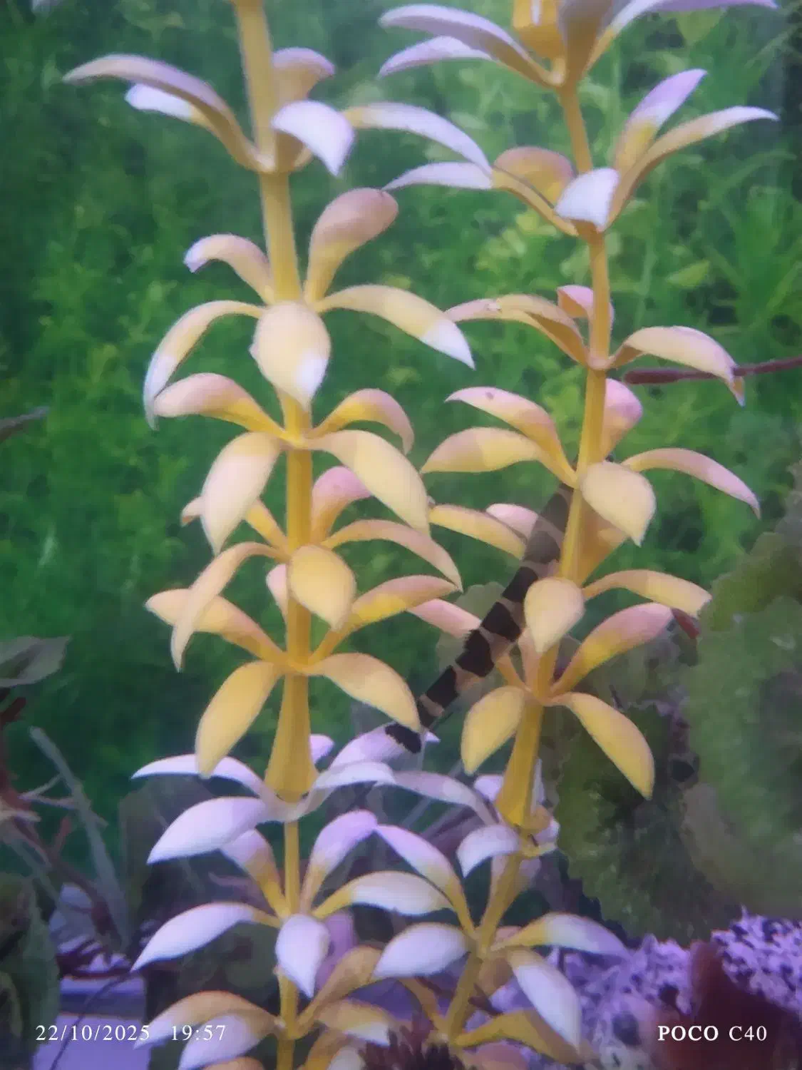 ماهی لوچ نیم نوار گیاهخوار|ماهی|مشگین شهر, |دیوار