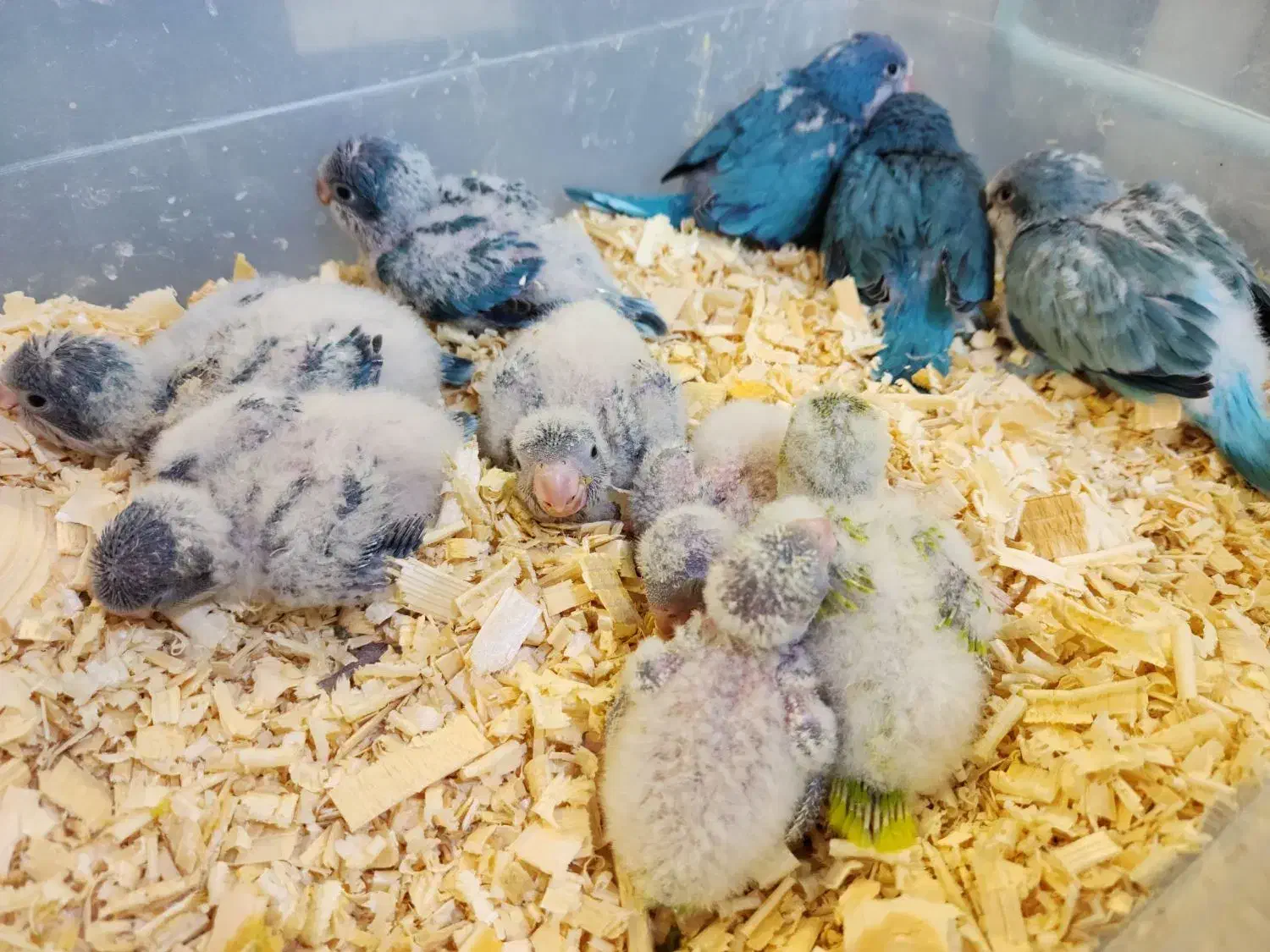 جوجه سرلاکی طوطی راهب|پرنده|بوشهر, |دیوار