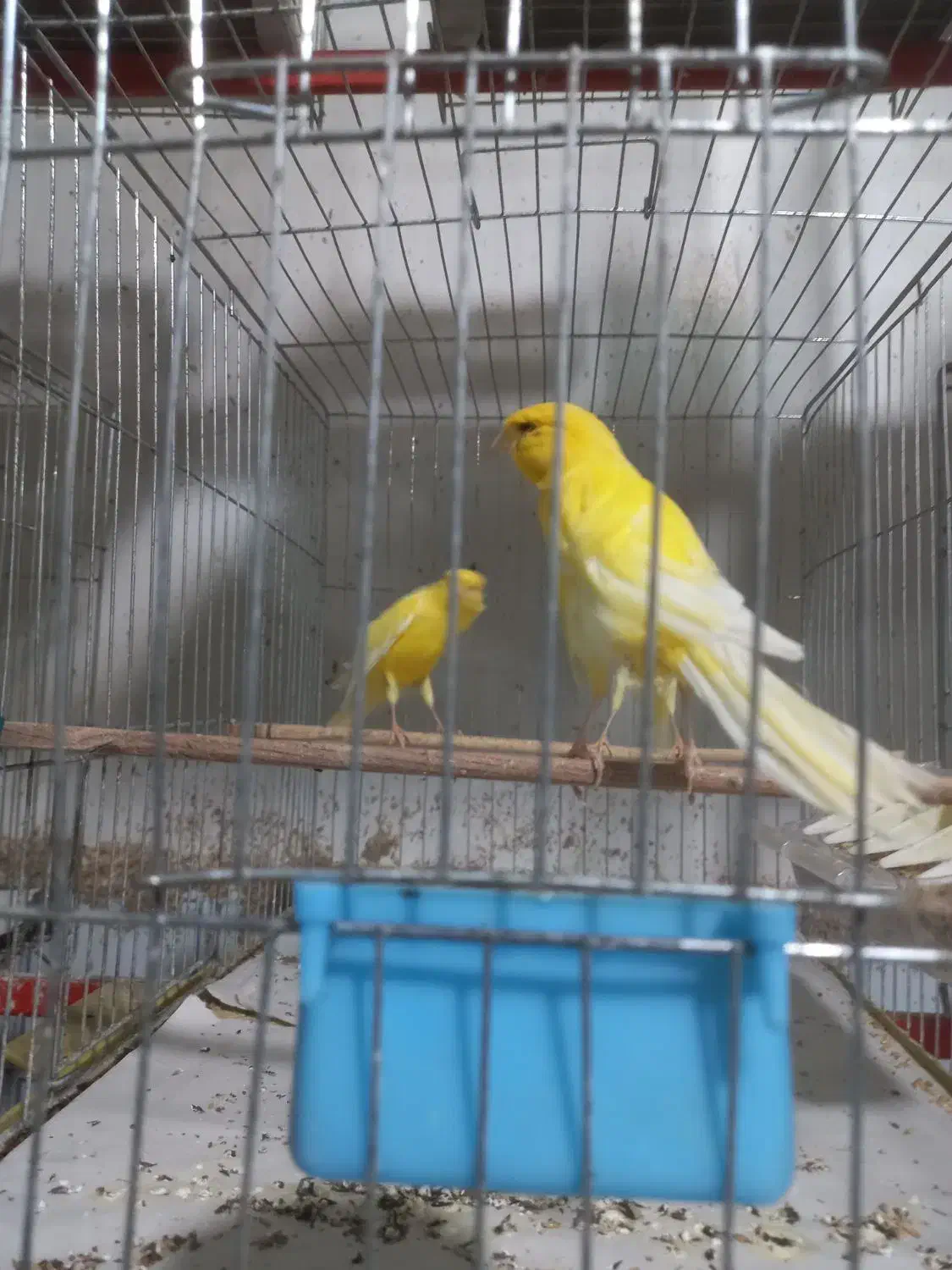 قناری بلند|پرنده|بندر انزلی, ناسیونال|دیوار