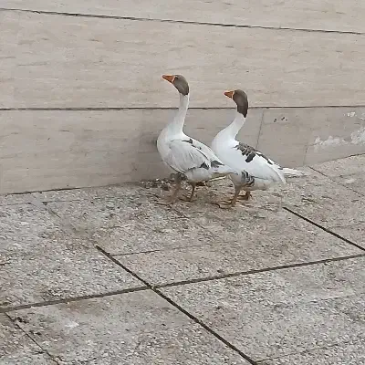 نروماده|حیوانات مزرعه|تهران, آذری|دیوار