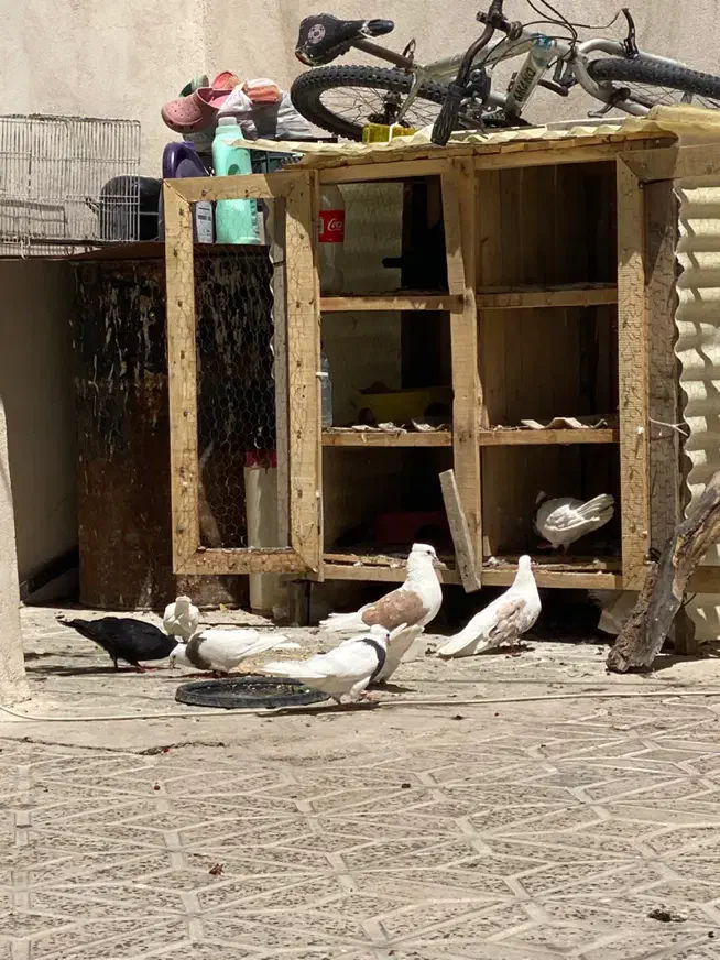 قفس چوبی جفت کن|لوازم جانبی حیوانات|ایلام, |دیوار