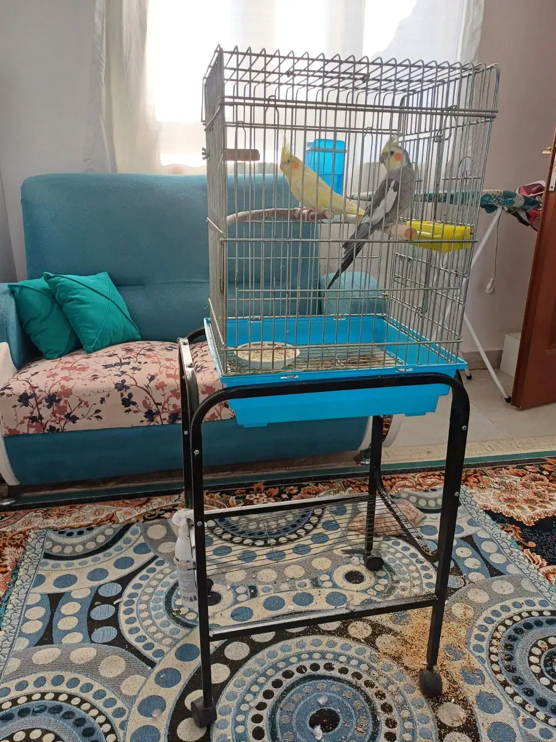 عروس هلندی|پرنده|ایلام, |دیوار