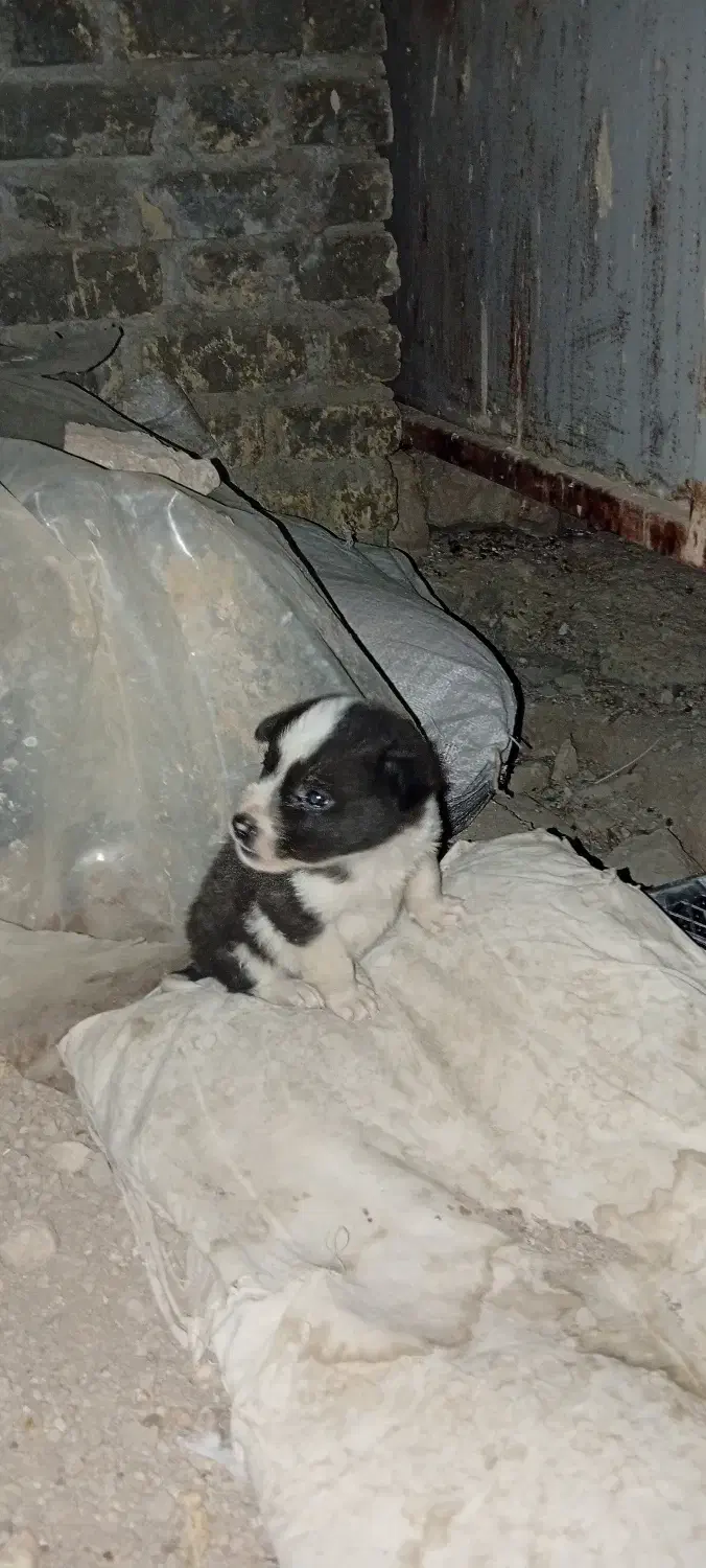 فروش سگ|سگ|سیمکان, |دیوار