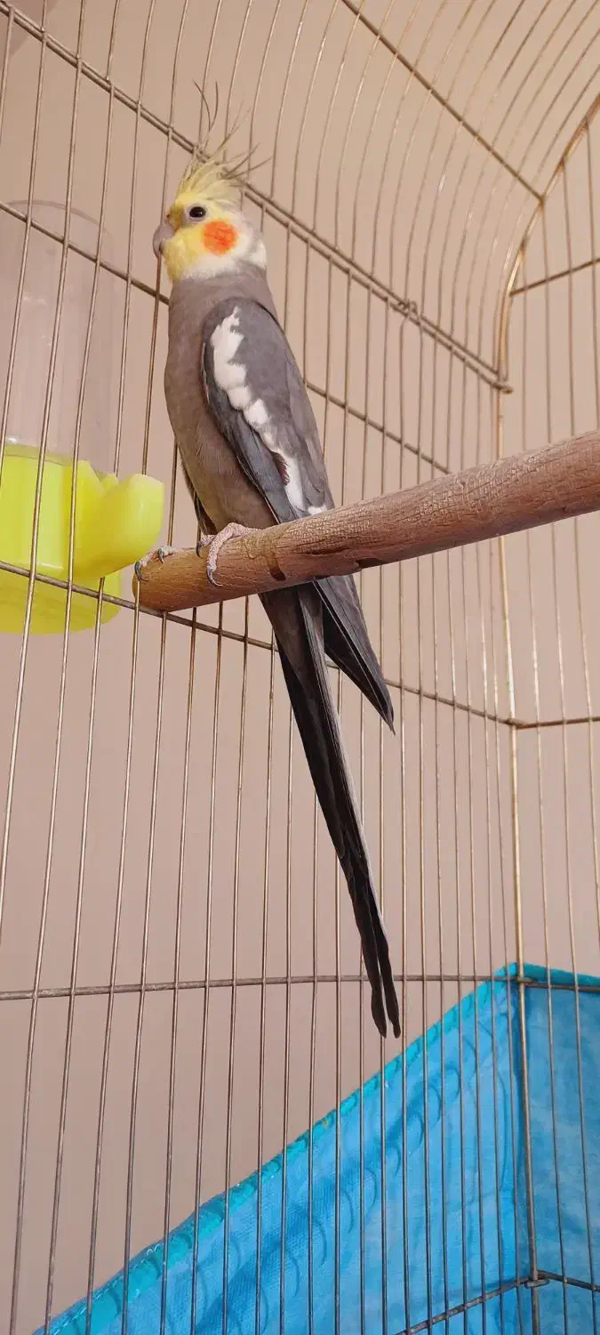 جفت عروس هلندی مولد دستی سخنگو سالم|پرنده|پیر بکران, |دیوار