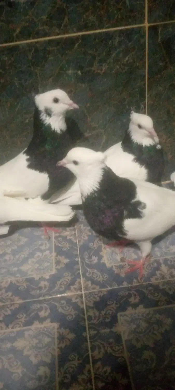 هفت عددکبوترطوقی بفروش میرسند|پرنده|چابهار, |دیوار