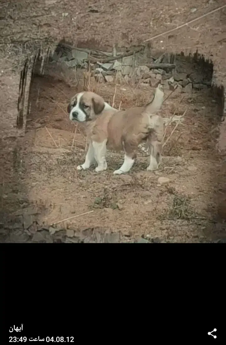 توله عراقی نر|سگ|انگوت, |دیوار