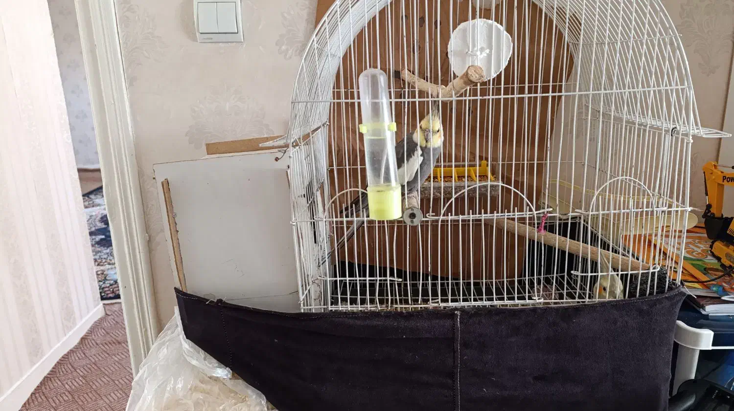 طوطی عروس هلندی سخنگو|پرنده|اردبیل, |دیوار