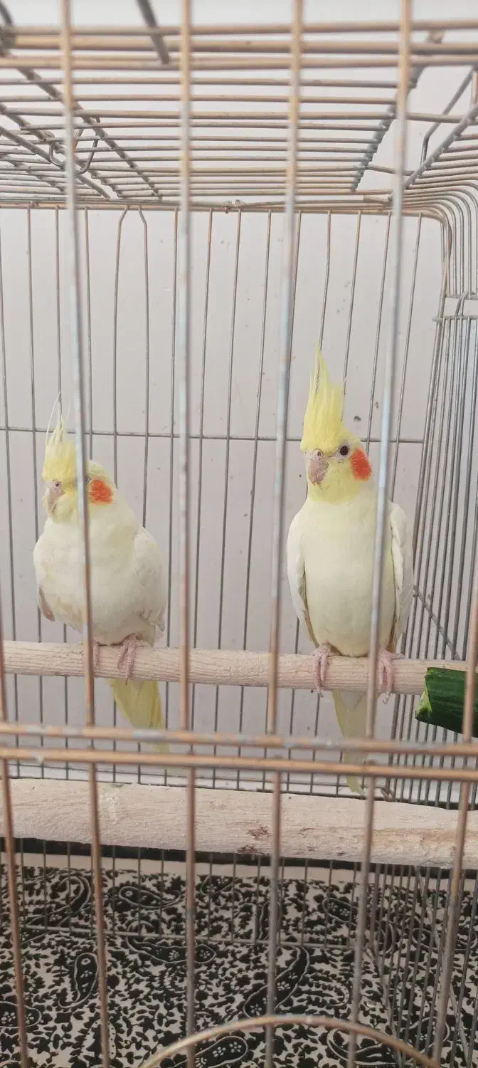 عروس هلندی|پرنده|اهر, |دیوار