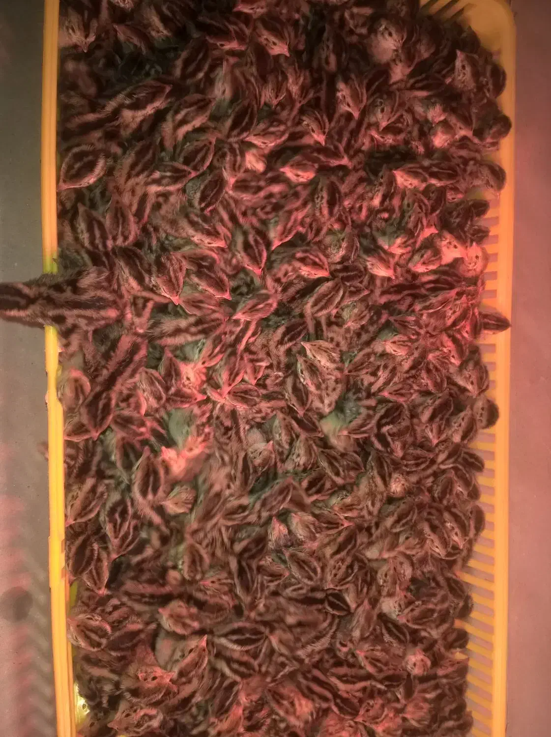 تخم نطفه دار،جوجه بلدرچین کانادایی|حیوانات مزرعه|زاهدان, |دیوار